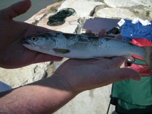 il mio primo pesce