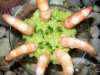 avocadogamberi_0_0