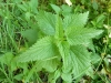 ortiche