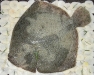 romboalforno