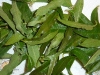 verbena