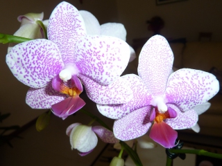 orchidea